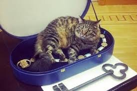 Знакомтесь ,слева Мурис , справа Кузя . Это главные коты города Риги. Коты живут в кабинете Мэра риги , присутствуют на большинстве заседаний . А так же на заднем плане рижский мэр Нил Ушаков