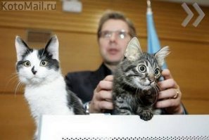 Знакомтесь ,слева Мурис , справа Кузя . Это главные коты города Риги. Коты живут в кабинете Мэра риги , присутствуют на большинстве заседаний . А так же на заднем плане рижский мэр Нил Ушаков