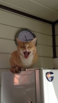 Наша прелесть