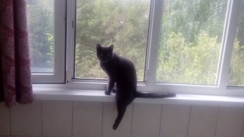 мой зверюга.