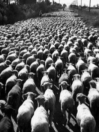 Подкину свою долю говнеца: бабка из будки надрывается "занимайте ОБЕ стороны эскалатора, СТАНОВИТЕСЬ на левую и правую сторону эскалатора...", но ё.б.а.н.ы.й безмозглый скот упорно и бесповоротно стоит в очереди справа (речь идёт о случаях с длинными эскалаторами на подъём)! Если честно мне даже доставляет удовольствие минуя очередь д.о.л.б.о.ё.б.о.в, преспокойно заняв свободную левую ступеньку, обернуться и смотреть как эти бараны продолжают стоять в очереди и только круглыми глазками хлопают, а в башке даже далеко до мысли "А так можно было?". Это печально, господа, это наша нация...