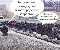 Мой учитель литературы называл голубей «городскими ублюдками»