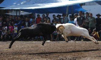 В качестве учебного пособия