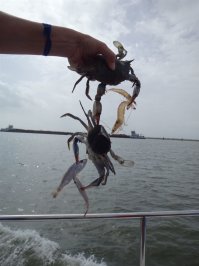 Крабы стол накрывали, пиво распечатали...))):