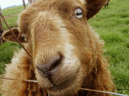 Если Вам недоступен осьминог, просто посмотрите в глаза козлу.