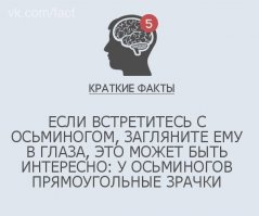 Если Вам недоступен осьминог, просто посмотрите в глаза козлу.