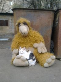 Беги котик, спасайся!!!