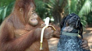 Хозяин угостил свою собаку очень кислой конфетой