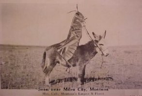 Не пр политику. Гигантская саранча