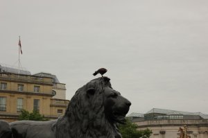 В Лондоне, на Трафальгарской площади, нет голубей, т.к. каждое утро туда приезжает суровая птица, с не менее суровым хозяином...