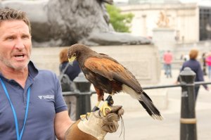 В Лондоне, на Трафальгарской площади, нет голубей, т.к. каждое утро туда приезжает суровая птица, с не менее суровым хозяином...