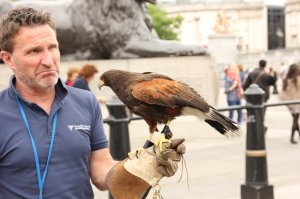В Лондоне, на Трафальгарской площади, нет голубей, т.к. каждое утро туда приезжает суровая птица, с не менее суровым хозяином...