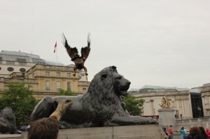 В Лондоне, на Трафальгарской площади, нет голубей, т.к. каждое утро туда приезжает суровая птица, с не менее суровым хозяином...
