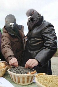 Мой учитель литературы называл голубей «городскими ублюдками»