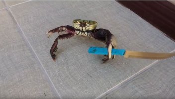 Ванчёпэ, да. Мстя придет за тобой: