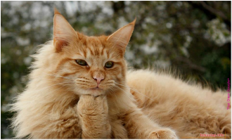 Любоваться этим можно дольше даже чем огнем и текущей водой!