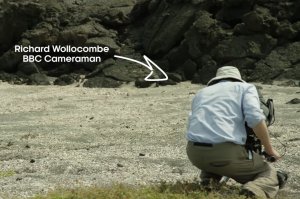 Беги, Форрест, беги! Как детеныши морской игуаны пытались выжить в первые минуты своей жизни