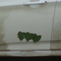 Практически подорожник к ранке приложил ))