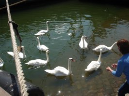 Как позвать диких лебедей традиционным шведским пением 