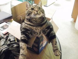 Что же в этой чудо-коробке? (5 фото)