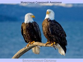 Еще Белоголового орлана направить куда следует и будет как Путин