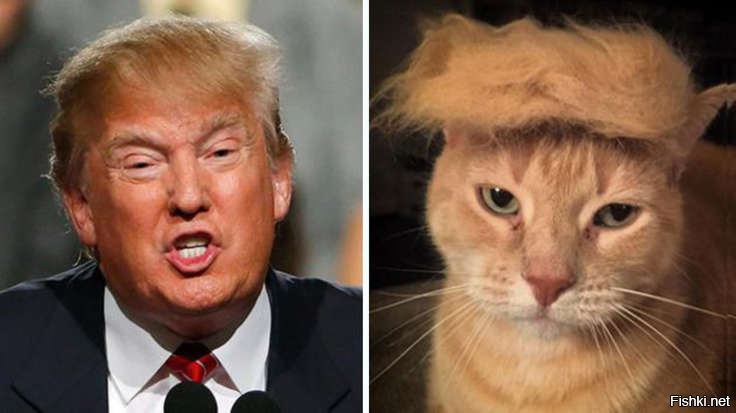 Котейкины