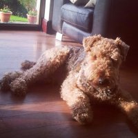 Всем любителям собак посвящается