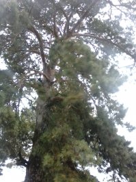 Вот они. А подскажите, где можно про них найти информацию, а то я бы в местную газетку материал заслал - пописываю иногда))) Очень интересный факт!