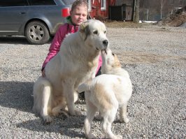 Всем любителям собак посвящается