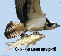 Смешное с просторов интернета