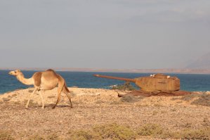 Т-34 в Йемене (о.Сокотра)