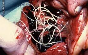 А еще там можно подхватить экзотические заболевания, про которые не каждый венеролог-дерматолог и слышал то, приятных вам развлечений...