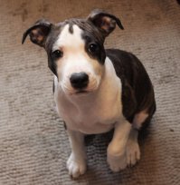 Щенки всегда очень милые