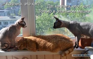 Фото-приколы! Всем отличного настроения!