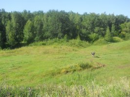 Лес у моей деревни.Липецкая обл.