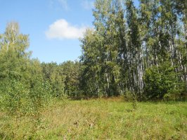 Лес у моей деревни.Липецкая обл.