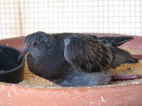 Если увидите на улице подобного голубя, то знайте, это и есть птенец.