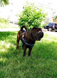 Вот наш Будка))