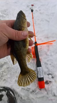 в середине недели рыбалил