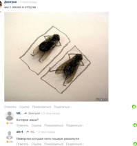 Как сделать мухоловку...практически из "ничего"