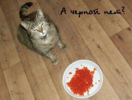 вот кошачья икра