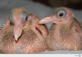 Птенцы голубя не появляются на людях, потому-что им стыдно. У меня на балконе голубиха свела гнездо под коробкой, ну свила да свила, не жалко, :)  А вот когда они шебуршаться и пищать стали - любопытство победило - полез их смотреть и чуть не обкакался со страху. :). Там вот такие-вот чудики один в один, только вокруг глаз пятна более темные.