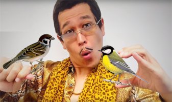 Что за птица?