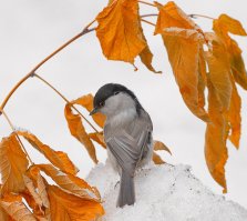 Что за птица?