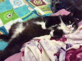 Я наверное "неправильная" хозяйка 3 кошек, ибо я с ними по-другому разговариваю. 
--"Марта! Положила тебе 2 салаки, какого хрена ты им откусила головы и больше не ешь? Нихрена не получишься до вечера!" ( и тут же отрезаю кусок колбасы ))))
--"Бока не болят спать целый день?" " Кошки- М"а"н"д"а"в"о"ш"к"и ! Стройся на прогулку ! " , 
--" Иди сюда отродие ты кошачье, буду чухать пузо, а ты делай вид что я хозяйка"  ну и много ещё чего )))