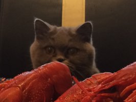 В этом деле без них никак!!!