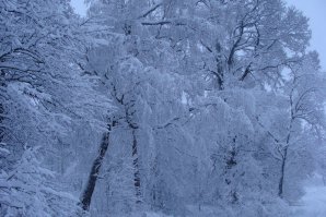 Леса около Покровки. Зима, декабрь 2014