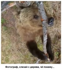 Медведи покорили интернет своими артистичными "танцами на пилоне"