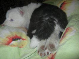 Моё сцобако