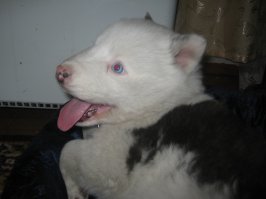 Моё сцобако